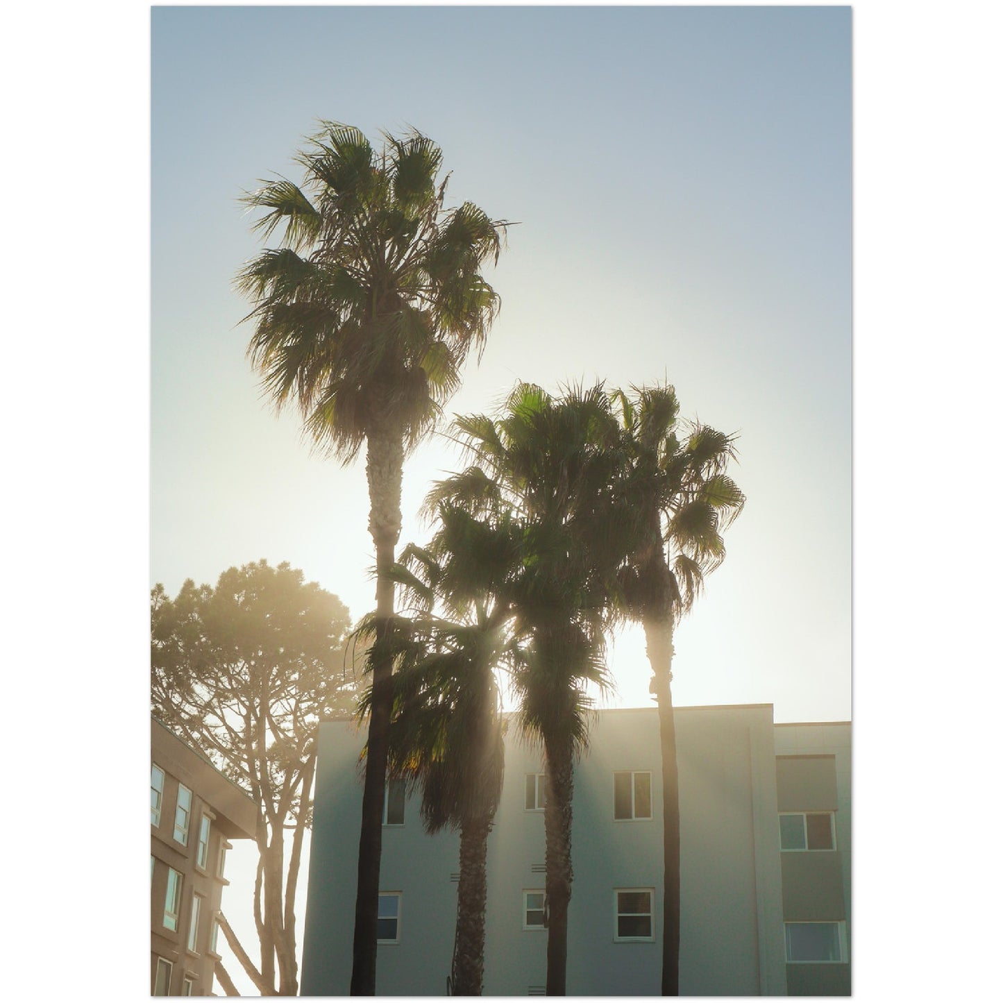 Holy Palm Trees