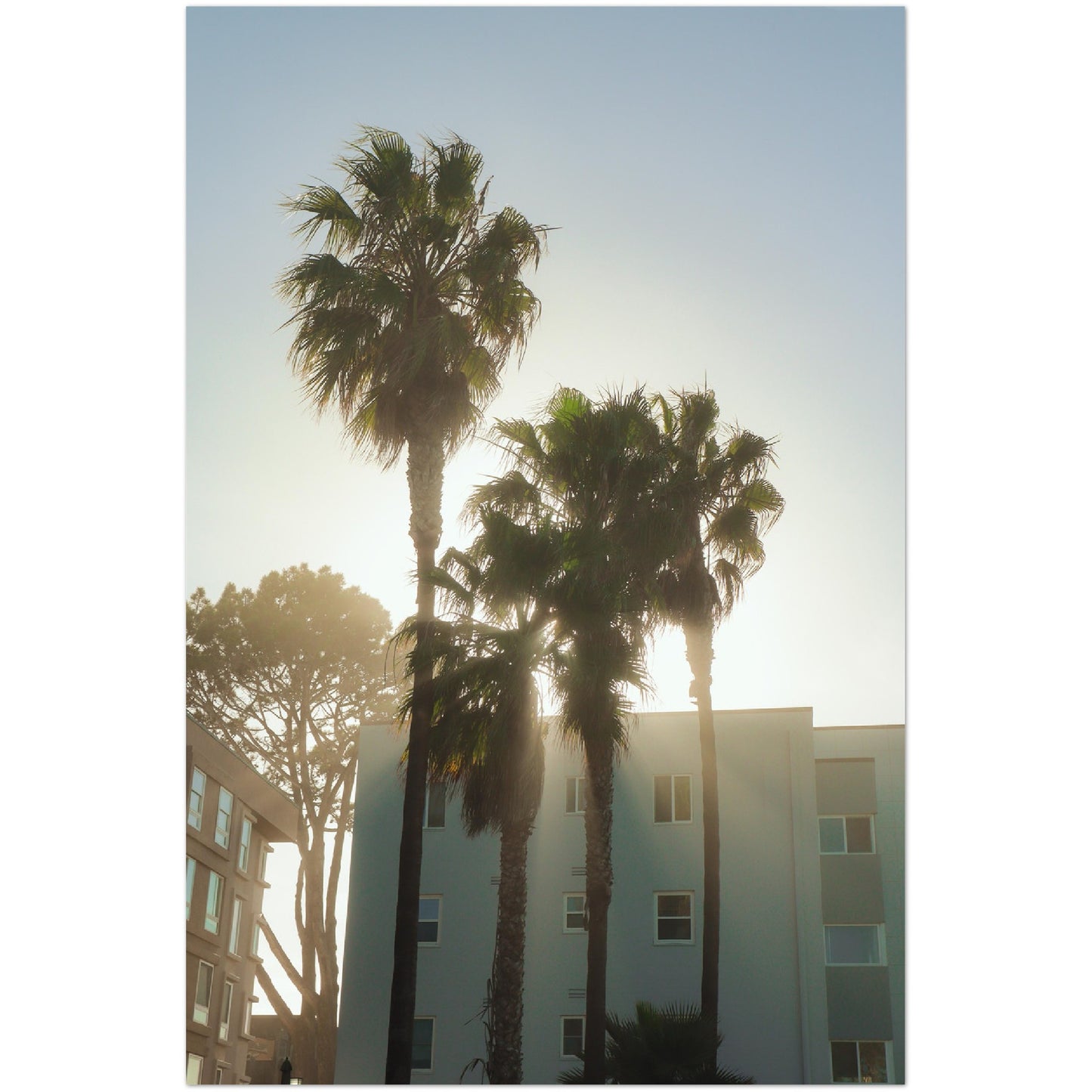 Holy Palm Trees